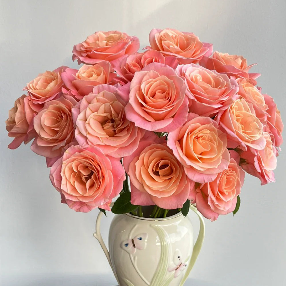 Miss Piggy Netherlands Florist Shrub Rose