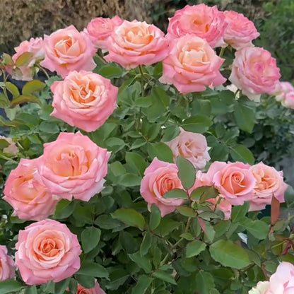 Miss Piggy Netherlands Florist Shrub Rose