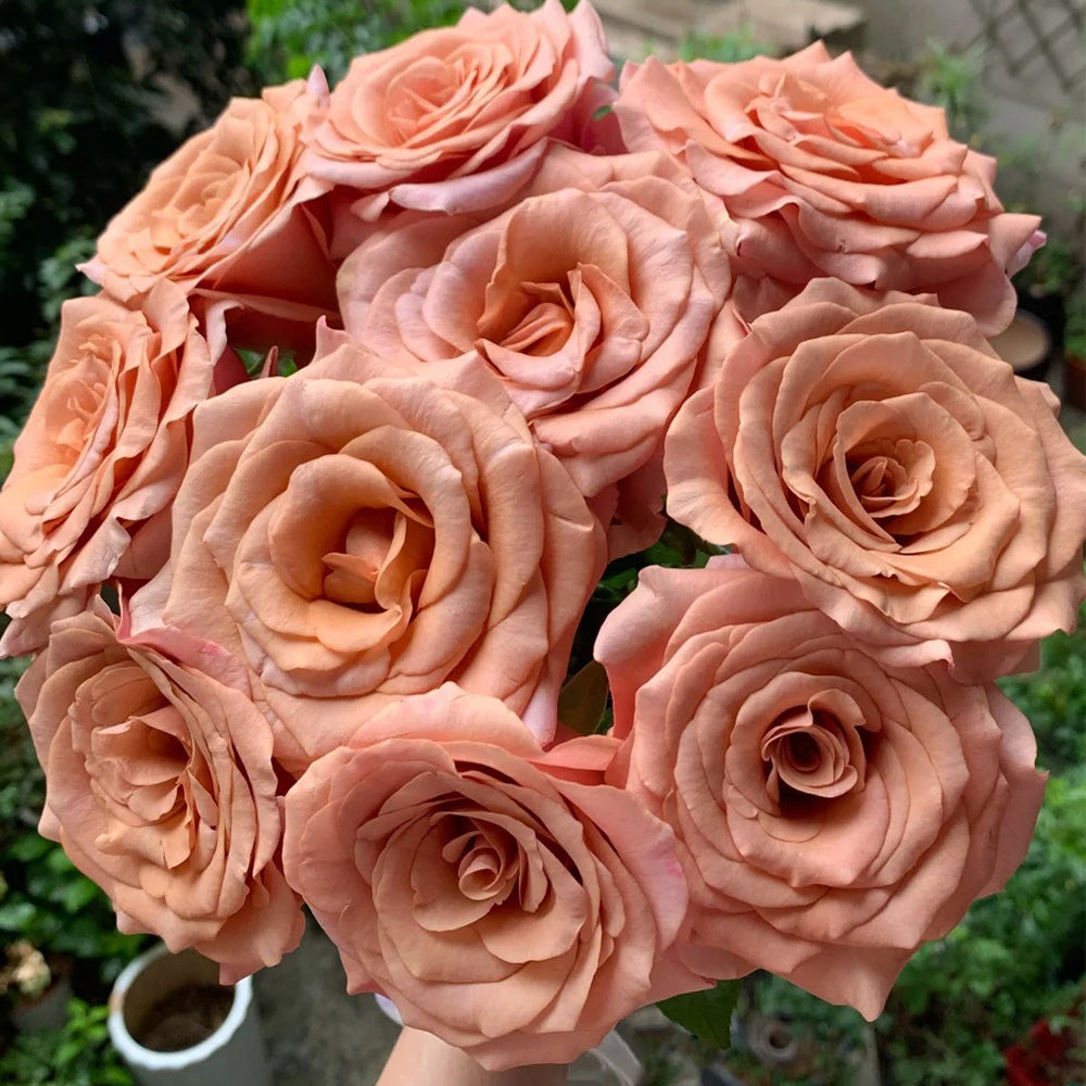 Moab Ecuador Florist Shrub Rose