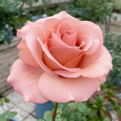 Moab Ecuador Florist Shrub Rose