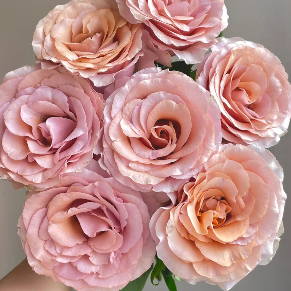 Moab Ecuador Florist Shrub Rose