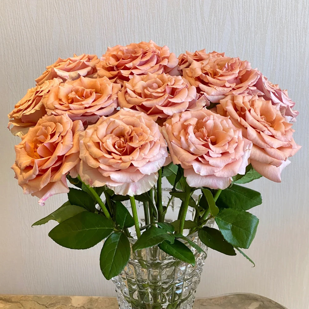 Moab Ecuador Florist Shrub Rose