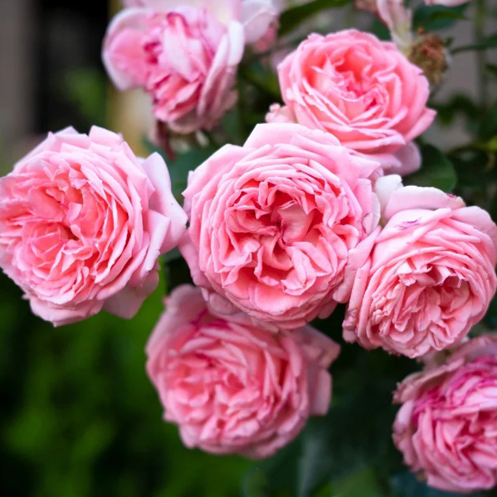 Molinard French Florist Shrub Rose