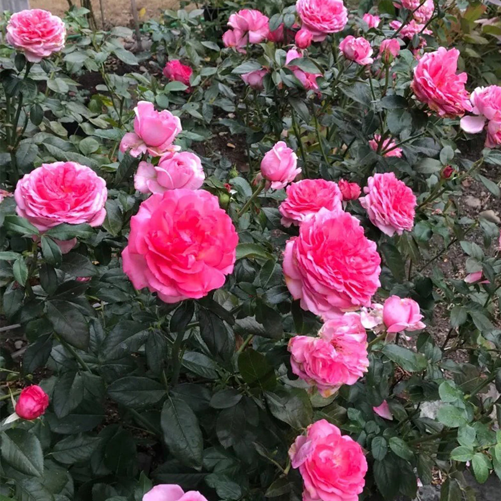 Molinard French Florist Shrub Rose