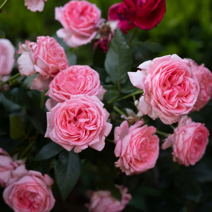 Molinard French Florist Shrub Rose