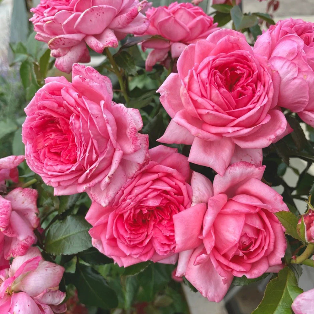 Molinard French Florist Shrub Rose