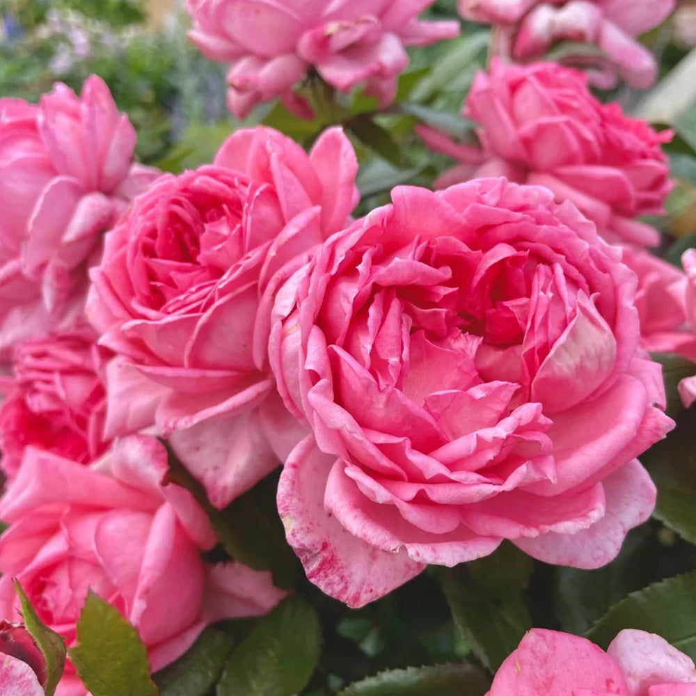 Molinard French Florist Shrub Rose