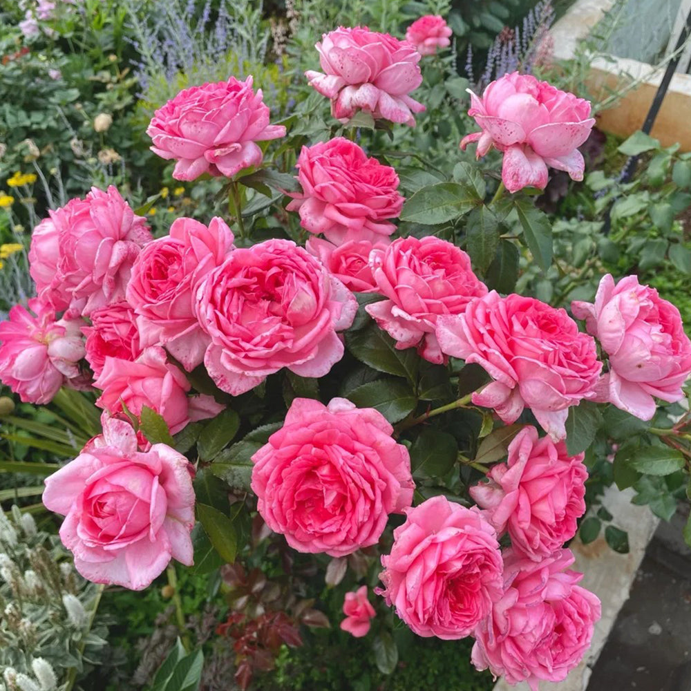 Molinard French Florist Shrub Rose