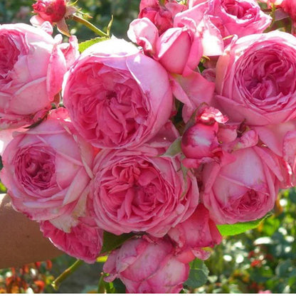 Molinard French Florist Shrub Rose