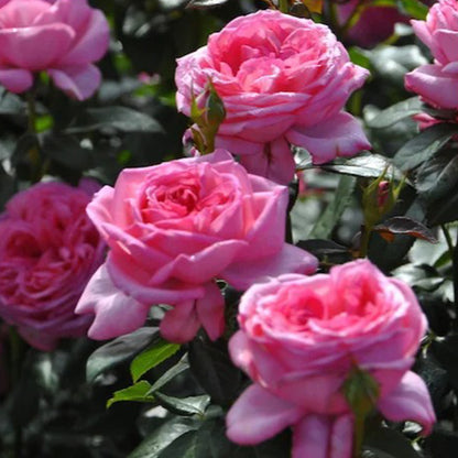 Molinard French Florist Shrub Rose