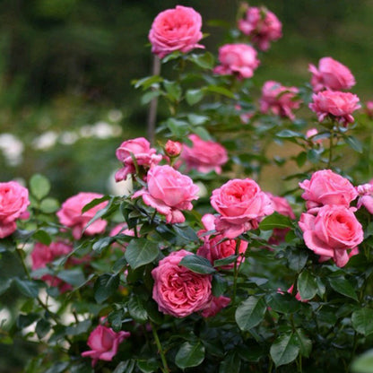 Molinard French Florist Shrub Rose