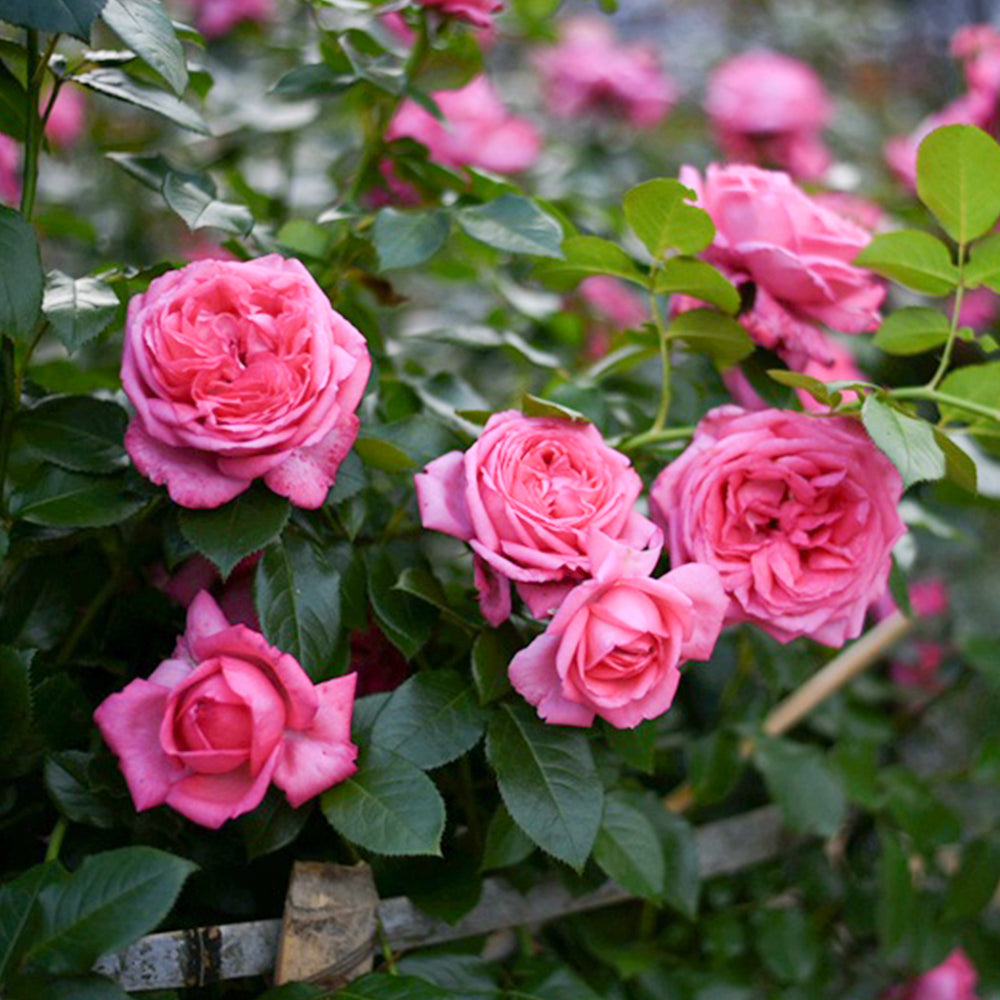 Molinard French Florist Shrub Rose