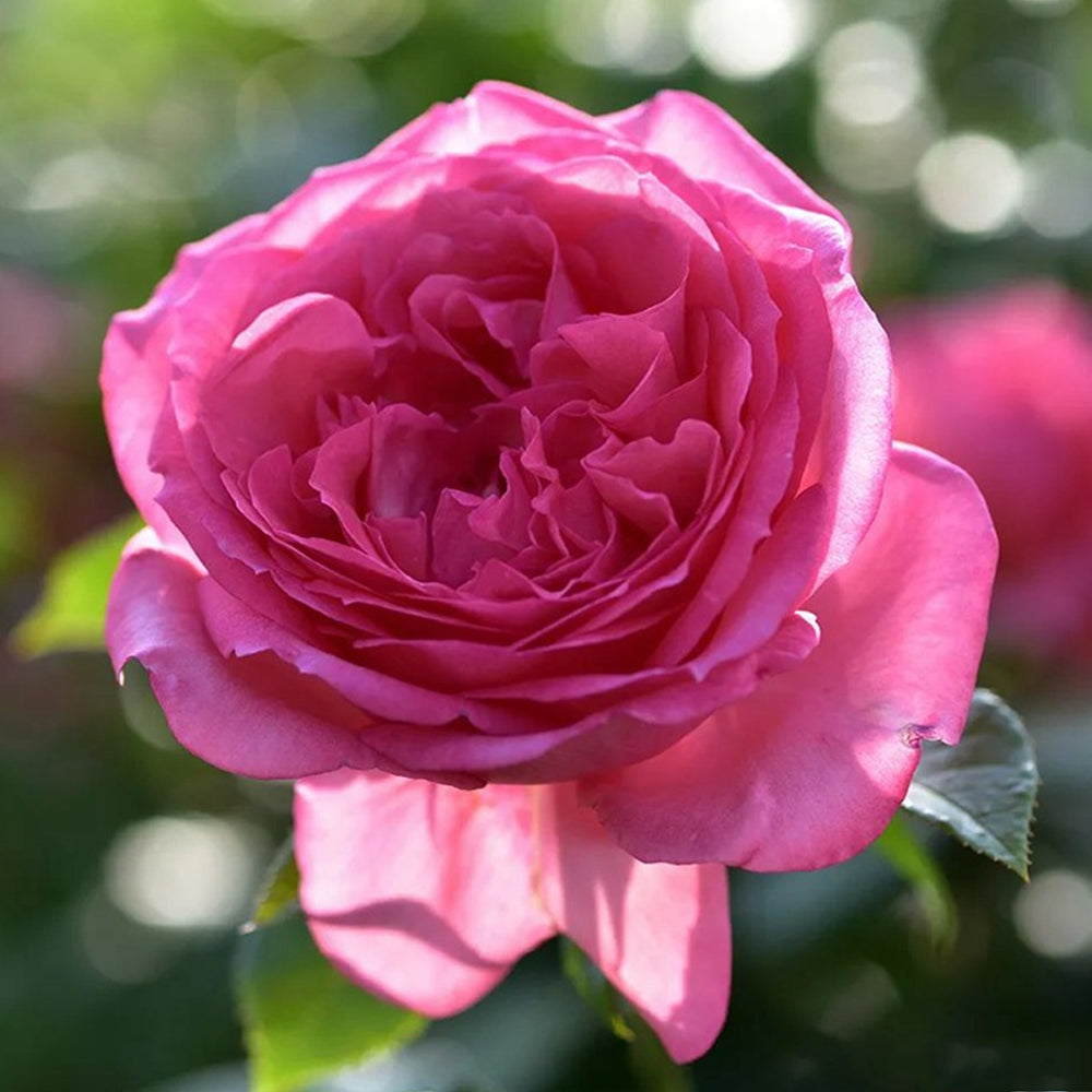 Molinard French Florist Shrub Rose