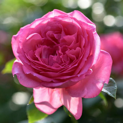 Molinard French Florist Shrub Rose