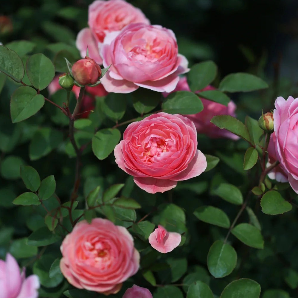 rose　写真のMとVとT Silver Cloud - 2 Quart Live Plant – Ma Cherie Roses