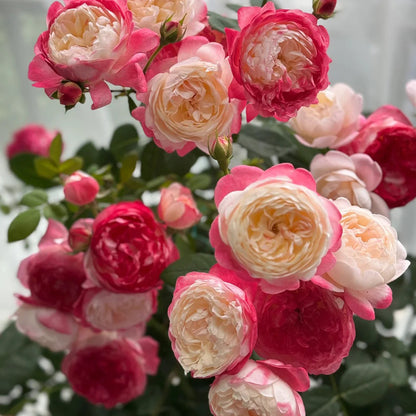 Mon Amour Japanese Florist Shrub Rose