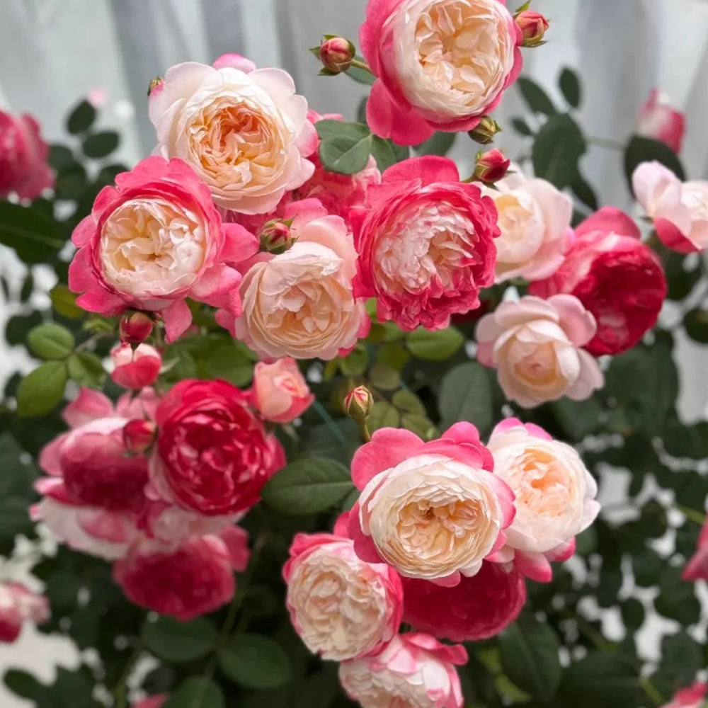 Mon Amour Japanese Florist Shrub Rose