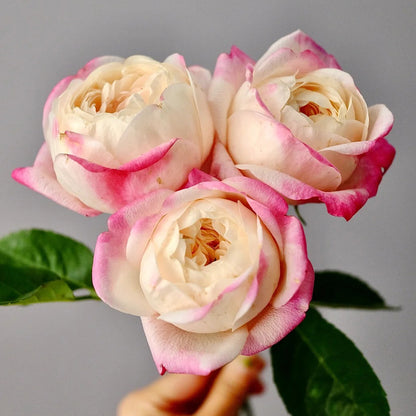 Mon Amour Japanese Florist Shrub Rose