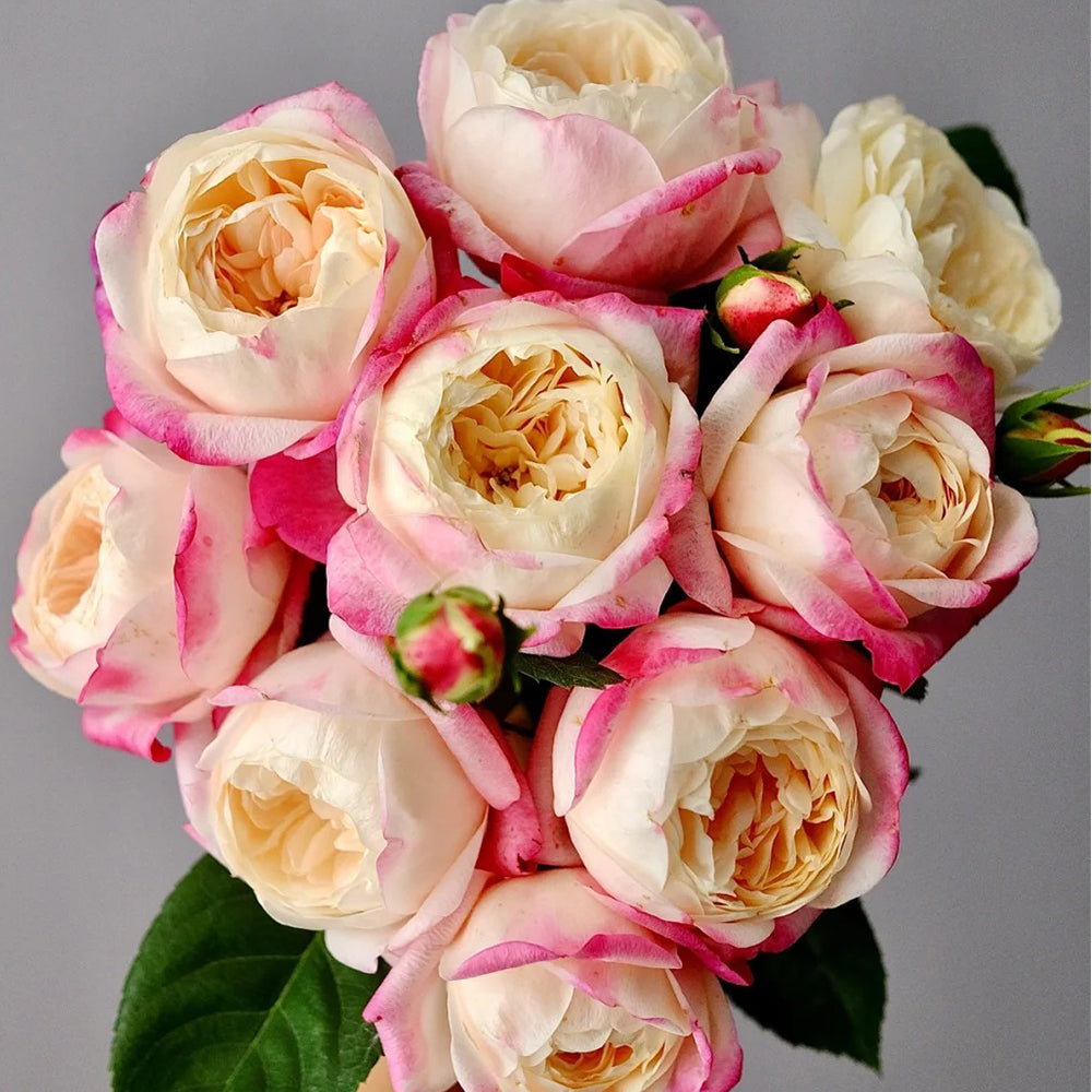 Mon Amour Japanese Florist Shrub Rose