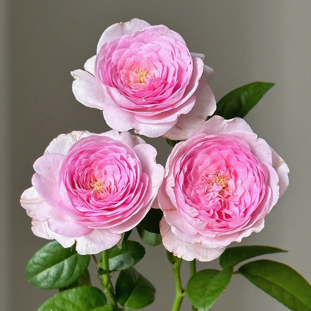 Mon Coeur Japanese Florist Climbing Rose