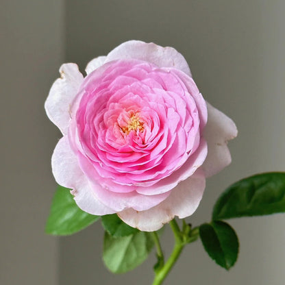 Mon Coeur Japanese Florist Climbing Rose