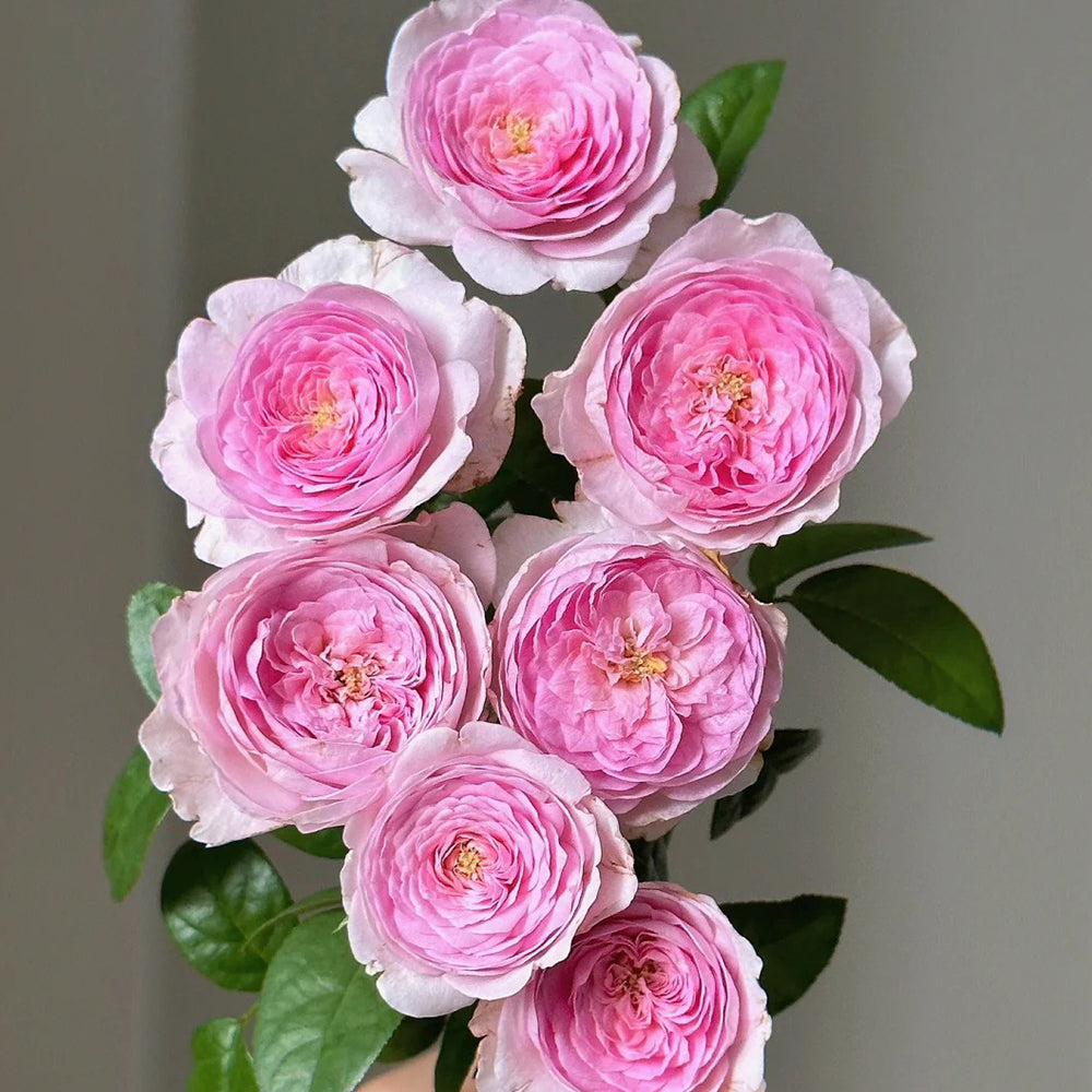 Mon Coeur Japanese Florist Climbing Rose