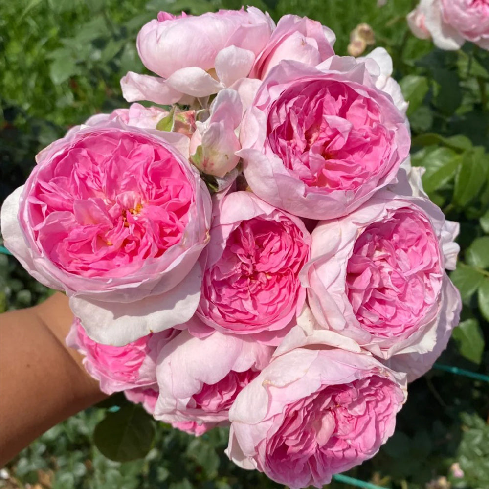 Mon Coeur Japanese Florist Climbing Rose