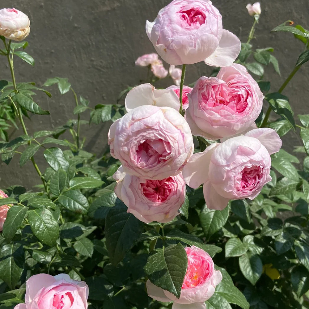 Mon Coeur Japanese Florist Climbing Rose