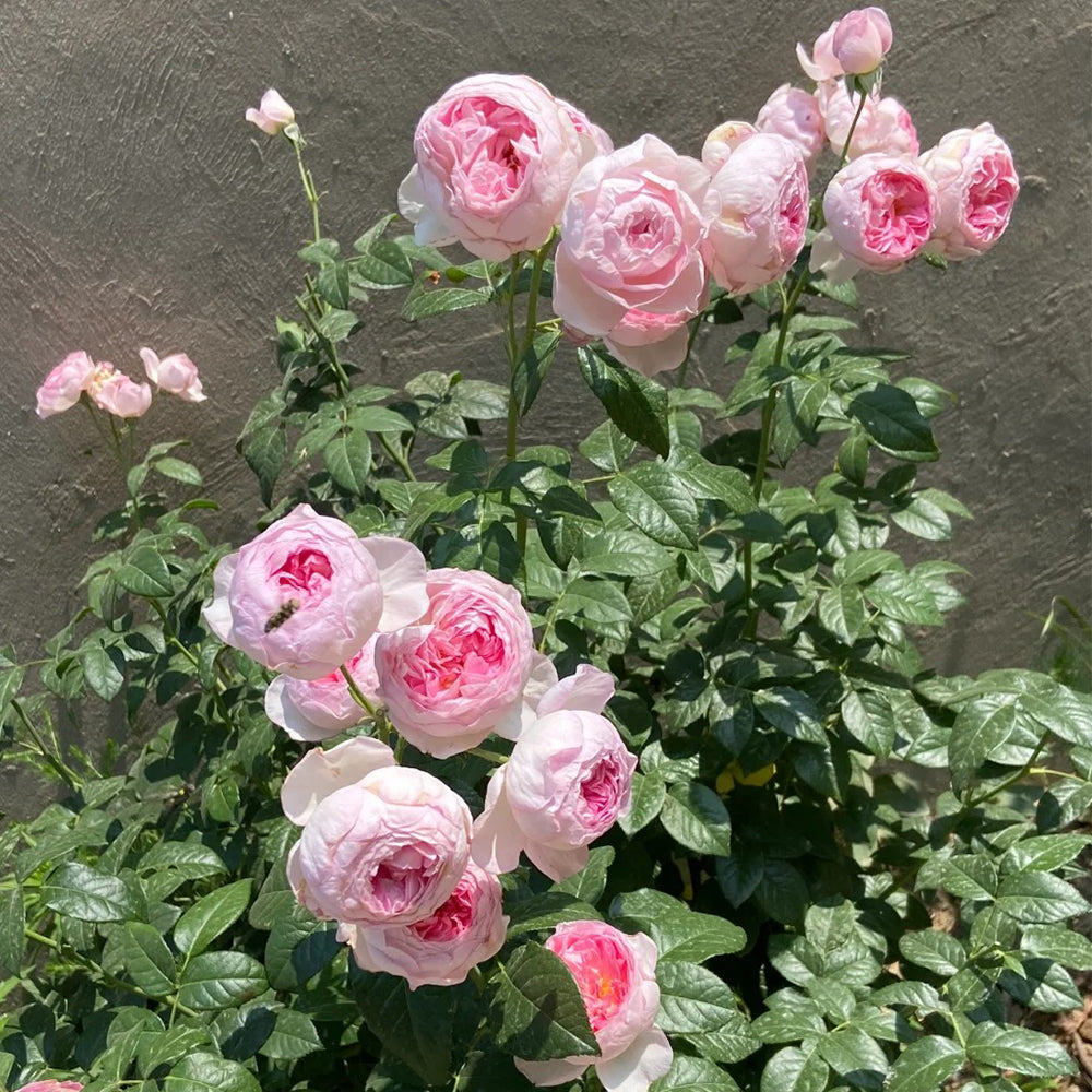 Mon Coeur Japanese Florist Climbing Rose – Highgarden Roses