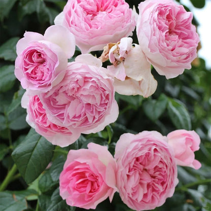 Mon Coeur Japanese Florist Climbing Rose