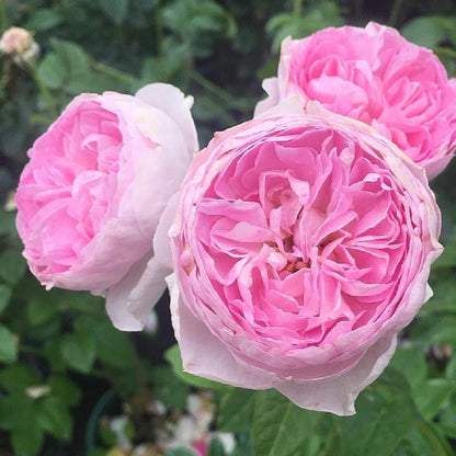 Mon Coeur Japanese Florist Climbing Rose