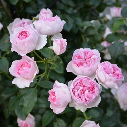 Mon Coeur Japanese Florist Climbing Rose