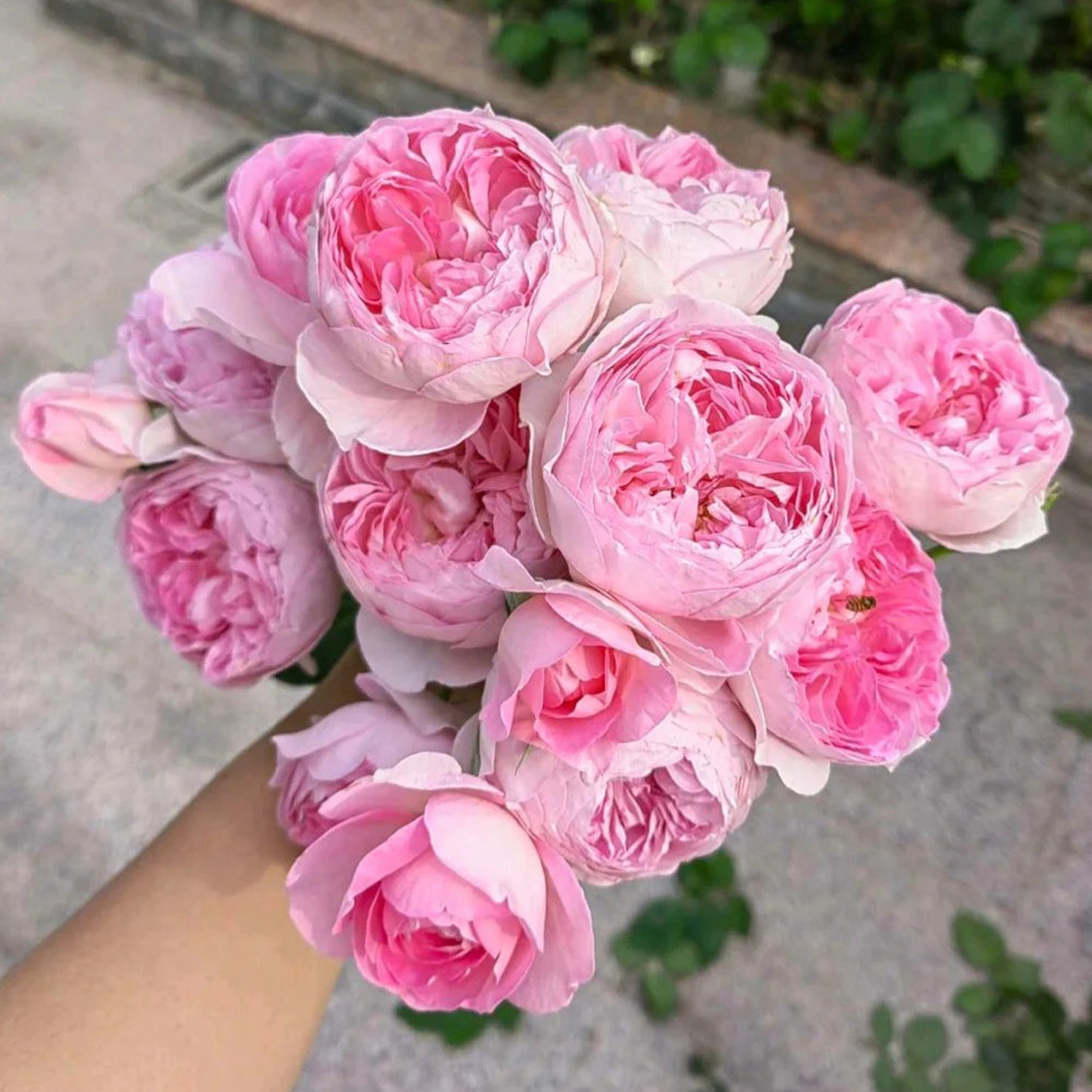 Mon Coeur Japanese Florist Climbing Rose – Highgarden Roses