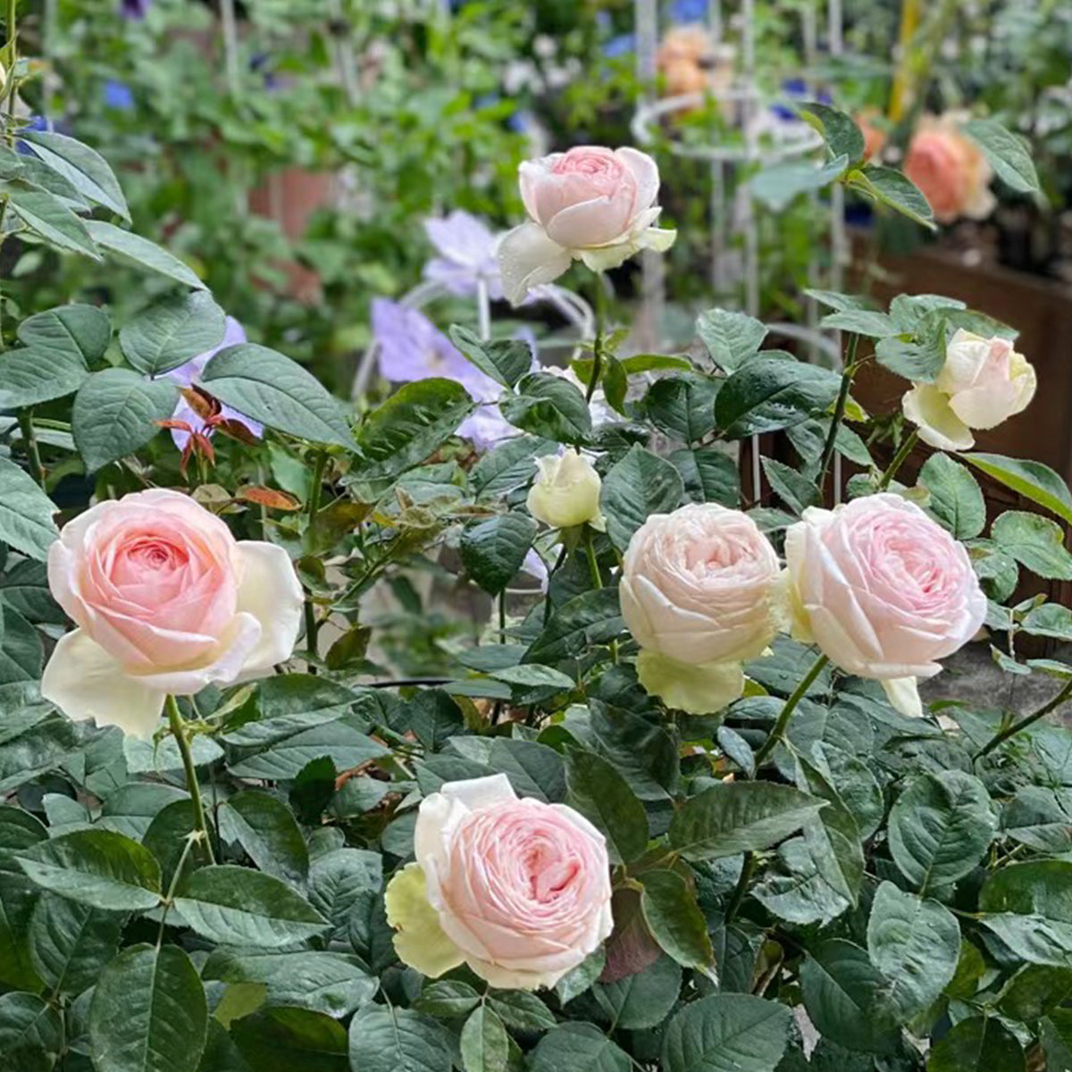 Mona Lisa Japanese Florist Shrub Rose – Highgarden Roses