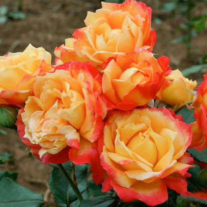 Monique Lestournelle French Florist Shrub Rose