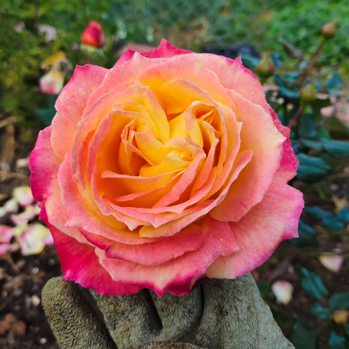Monique Lestournelle French Florist Shrub Rose