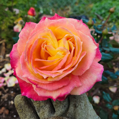 Monique Lestournelle French Florist Shrub Rose