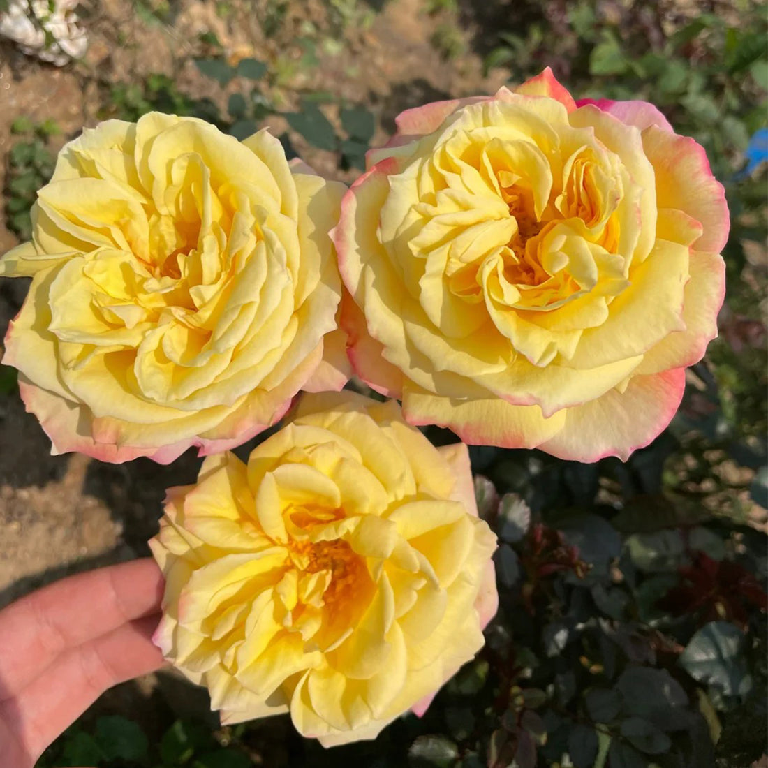 Monique Lestournelle French Florist Shrub Rose