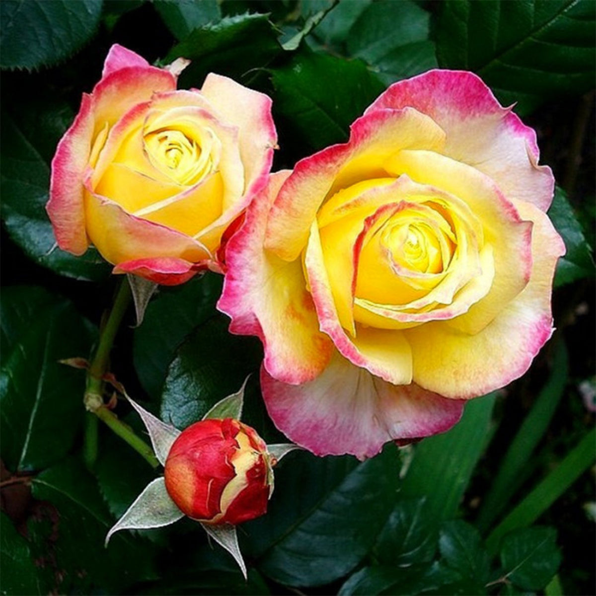 Monique Lestournelle French Florist Shrub Rose