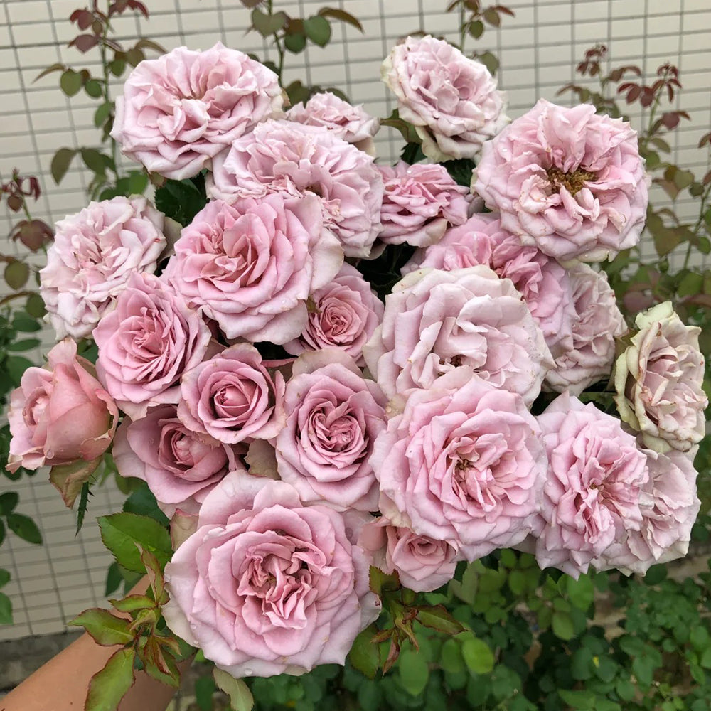 Montmartre Dutch Florist Shrub Rose – Highgarden Roses