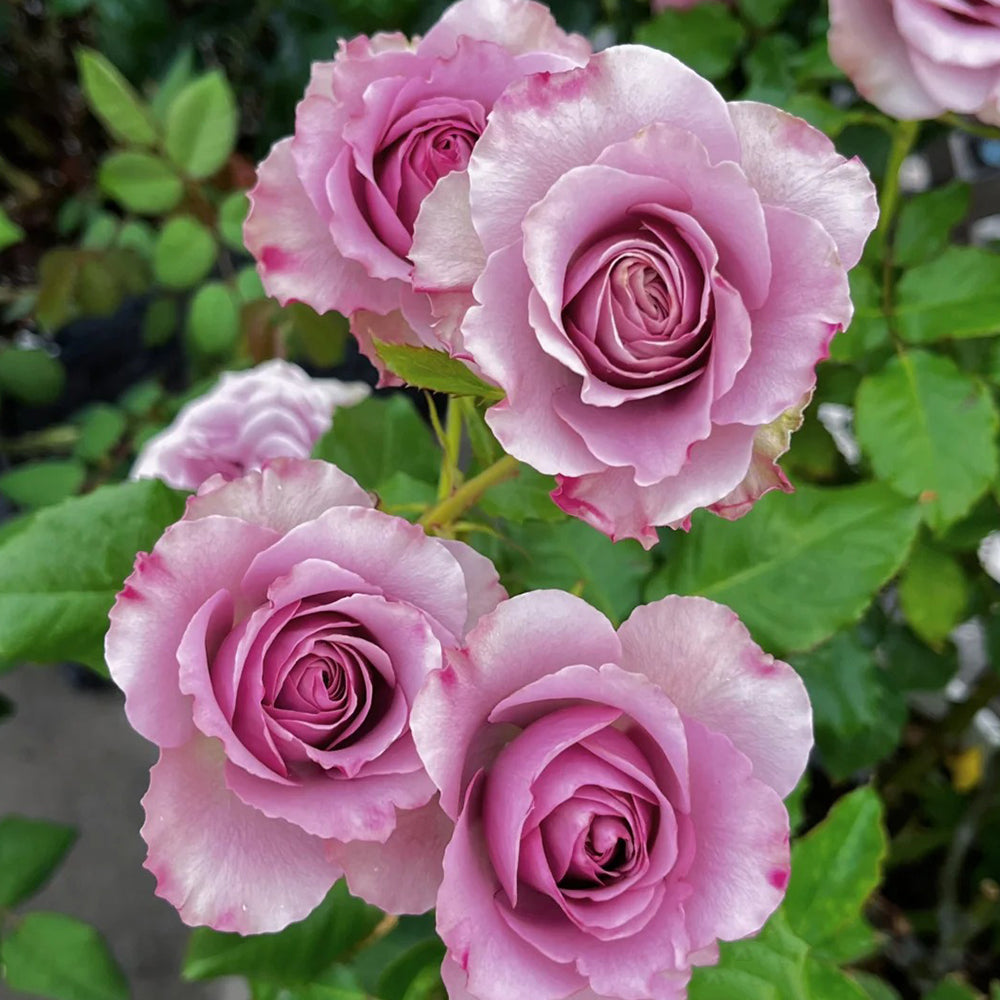 Montmartre Dutch Florist Shrub Rose – Highgarden Roses