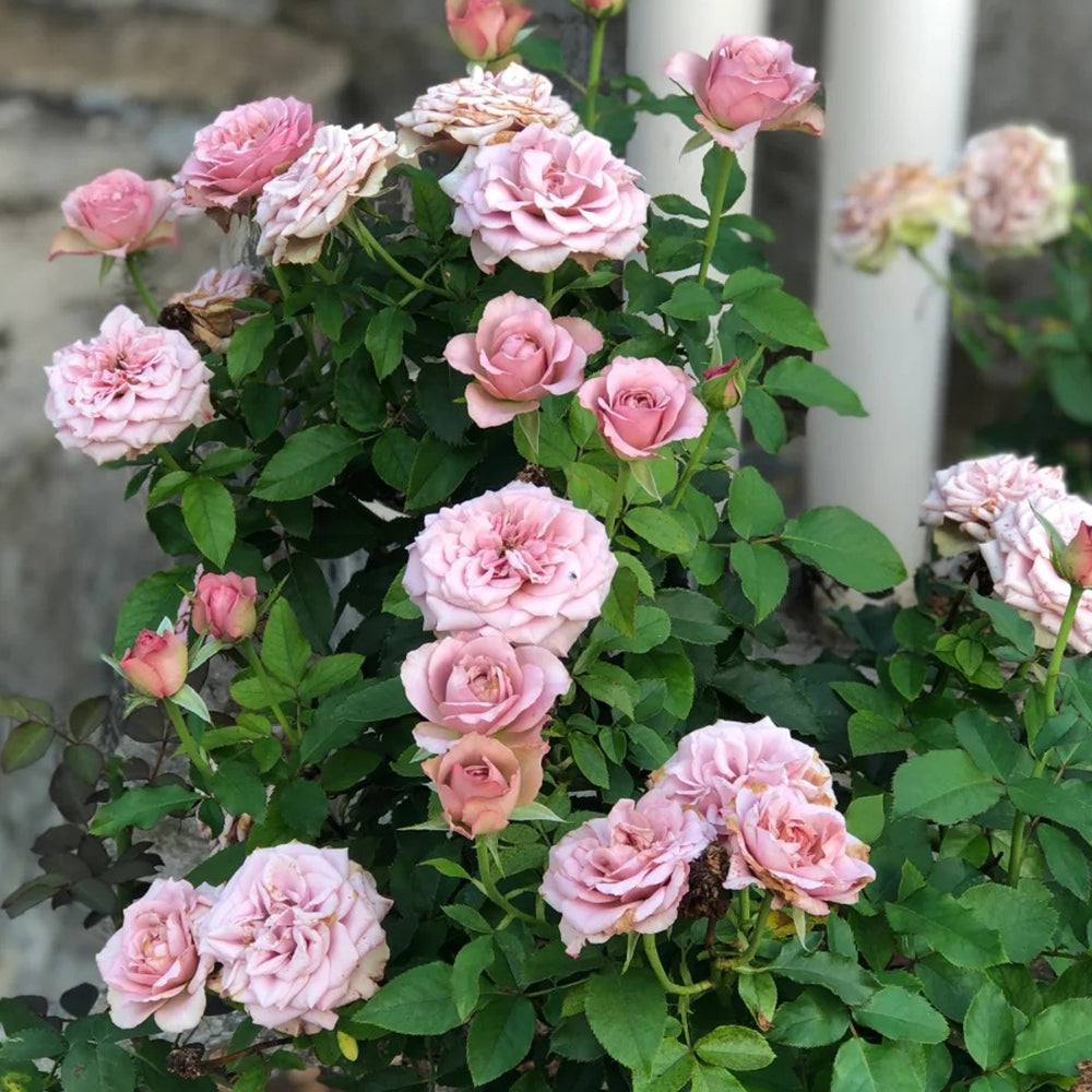 Montmartre Dutch Florist Shrub Rose – Highgarden Roses