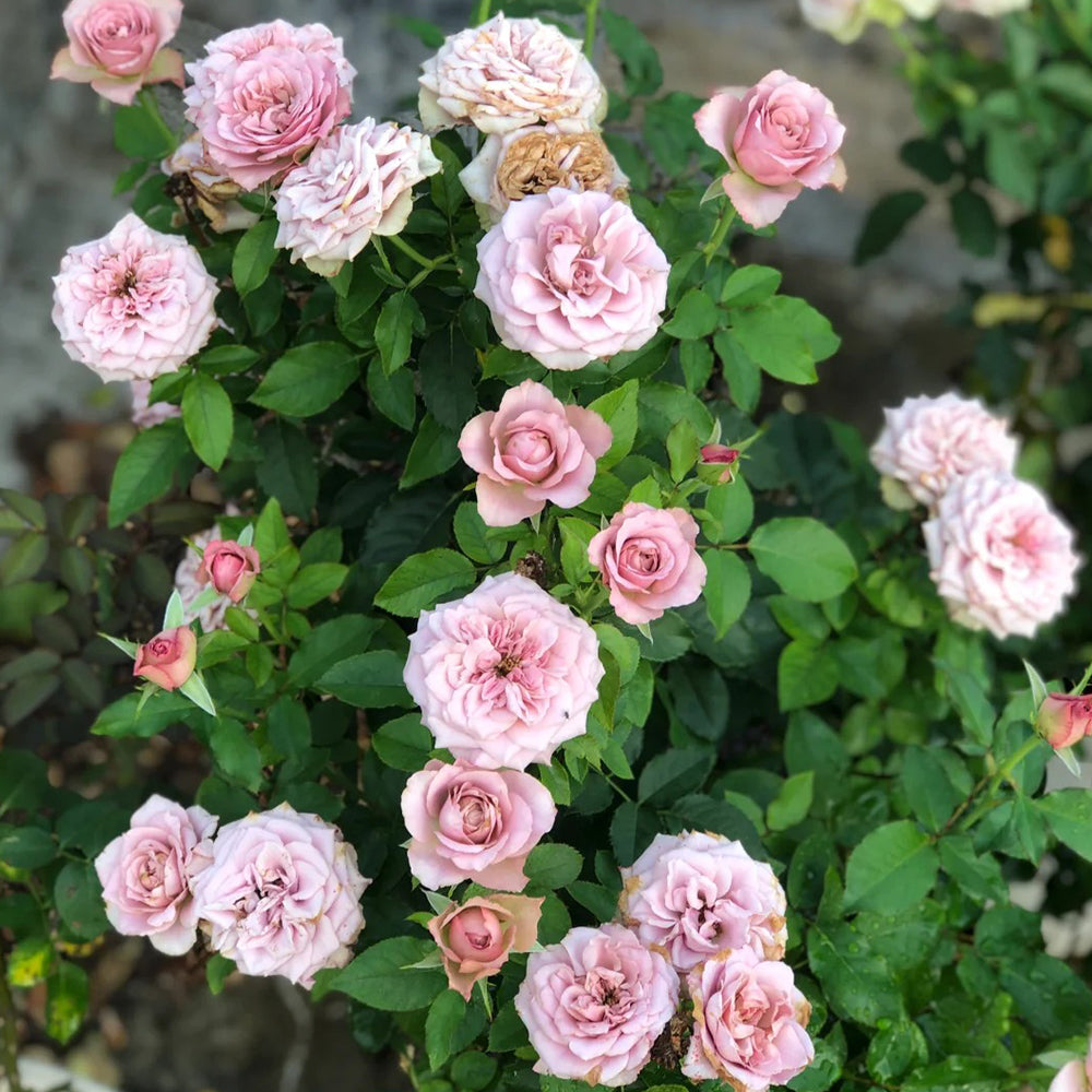Montmartre Dutch Florist Shrub Rose – Highgarden Roses