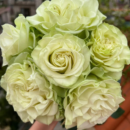 Moonstone German Florist Shrub Rose