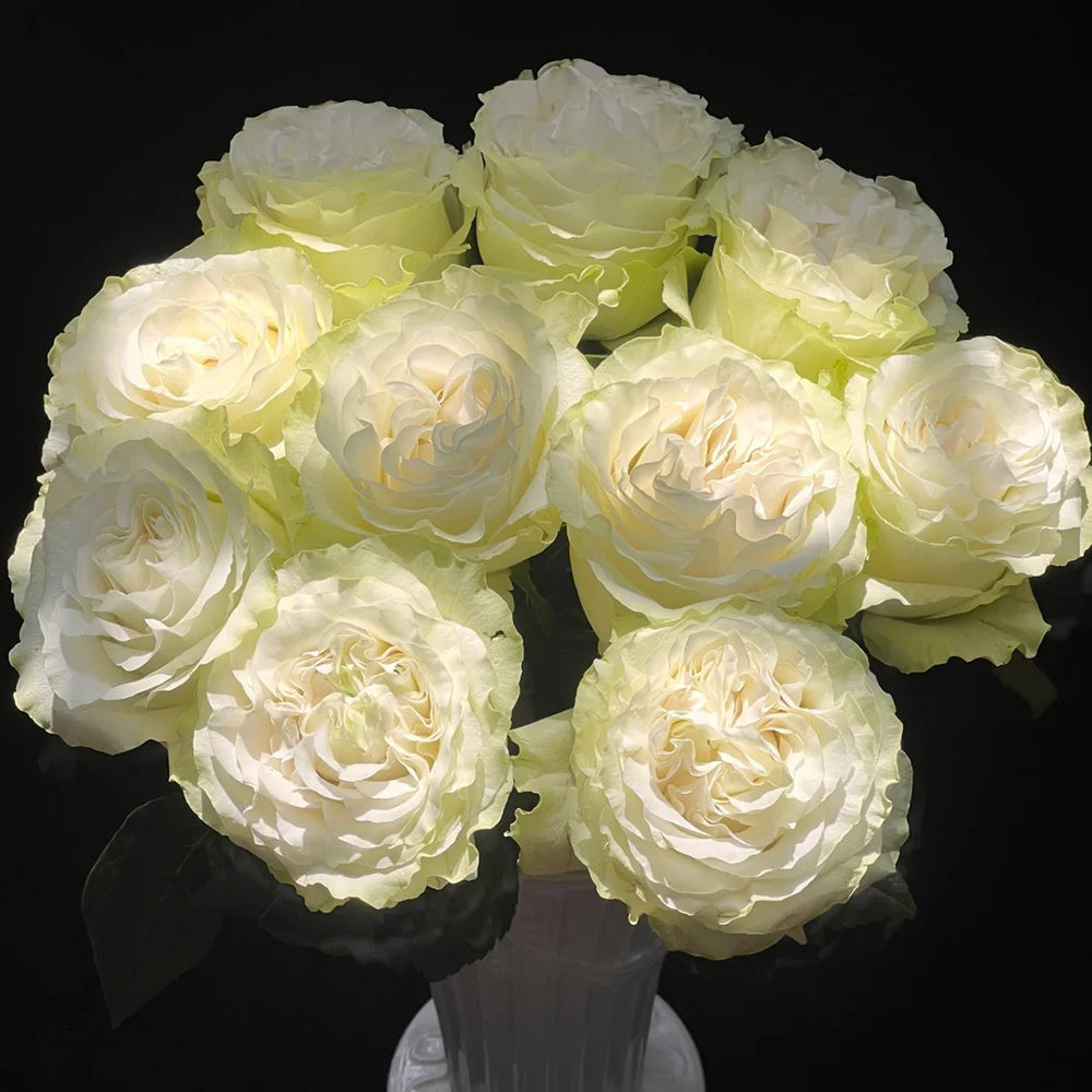 Moonstone German Florist Shrub Rose