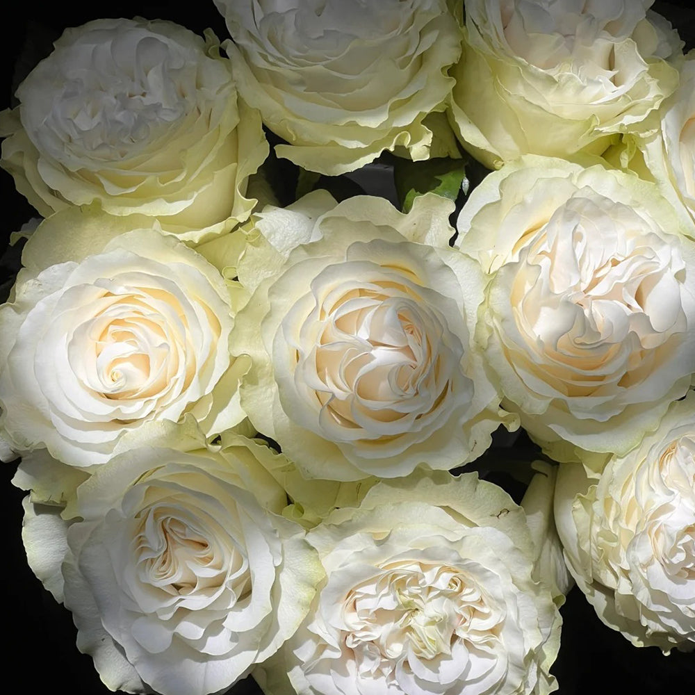 Moonstone German Florist Shrub Rose