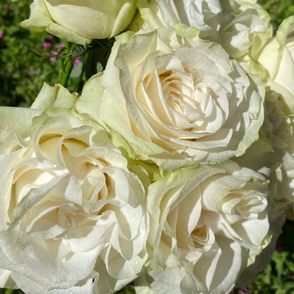 Moonstone German Florist Shrub Rose