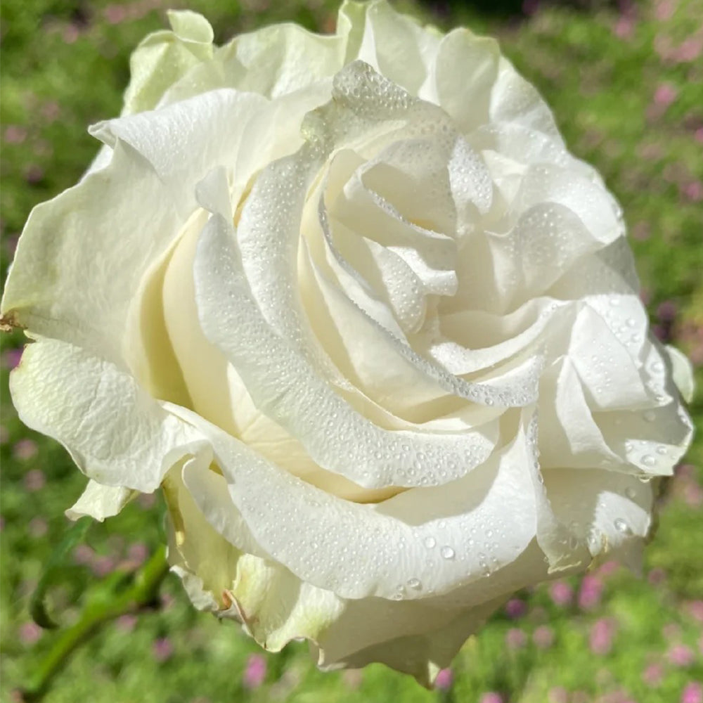 Moonstone German Florist Shrub Rose