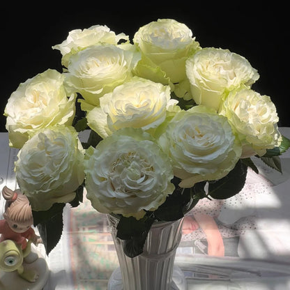 Moonstone German Florist Shrub Rose