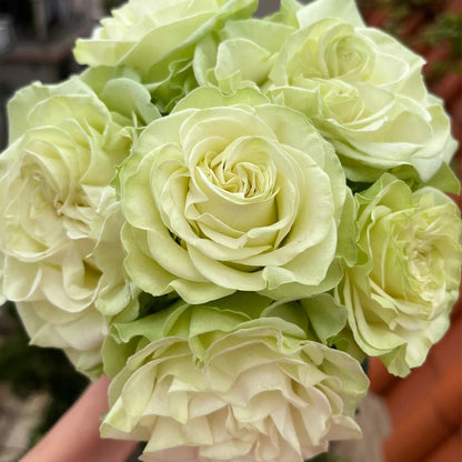 Moonstone German Florist Shrub Rose